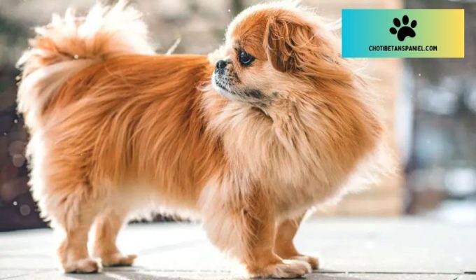 10 bước quan trọng để nuôi chó Tibetan Spaniel từ nhỏ đến trưởng thành