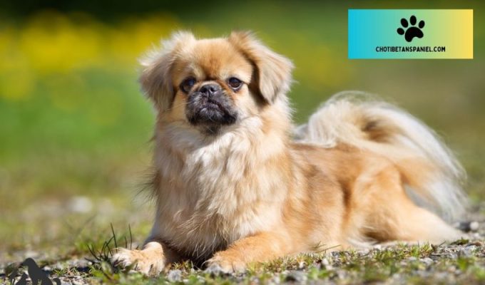 10 lí do vì sao bạn nên nuôi chó Tibetan Spaniel